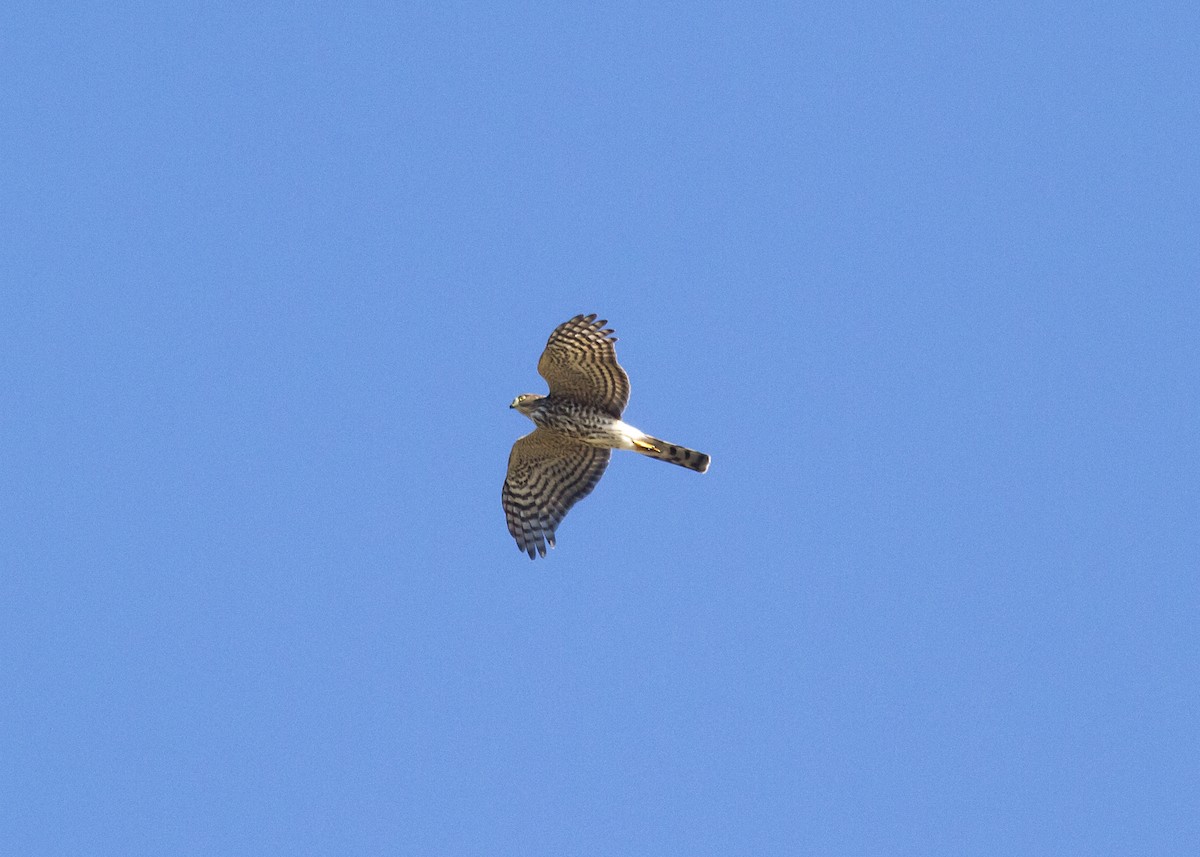 Sharp-shinned Hawk - Rachel Holzman