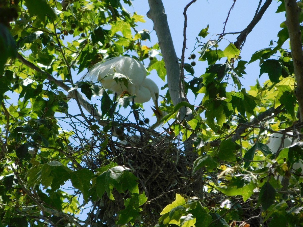 Snowy Egret - Julia Rabkin