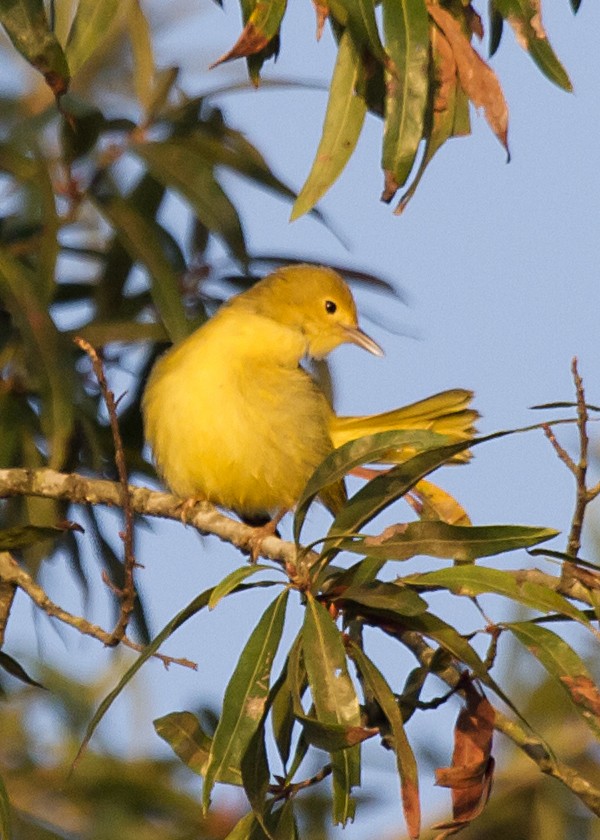 Yellow Warbler - Rachel Holzman