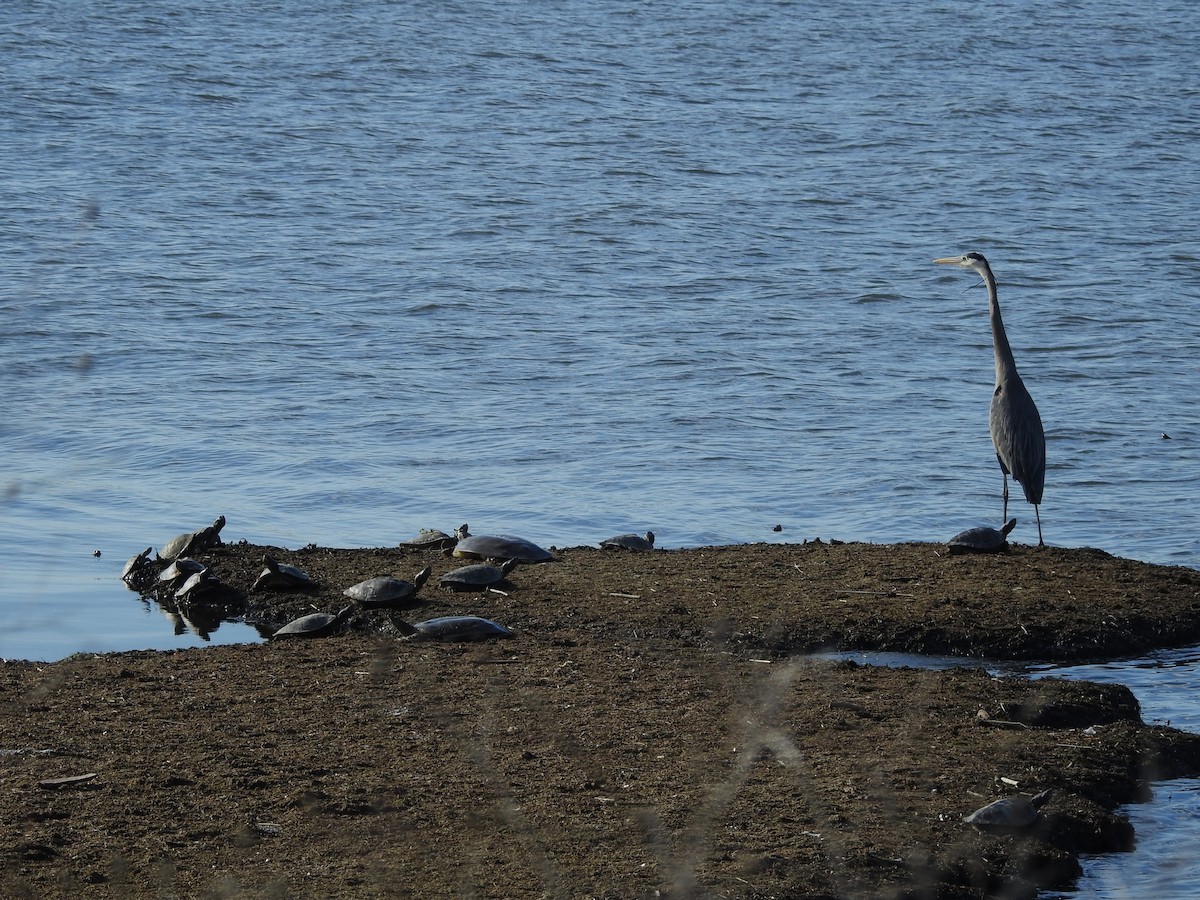 オオアオサギ - ML619426238