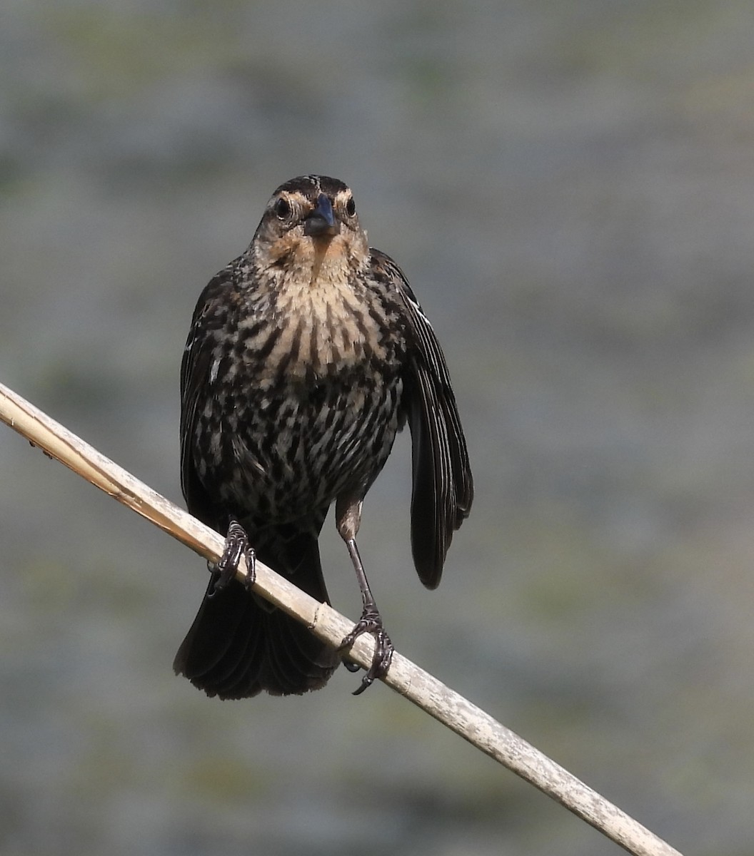 Red-winged Blackbird - Stella Miller