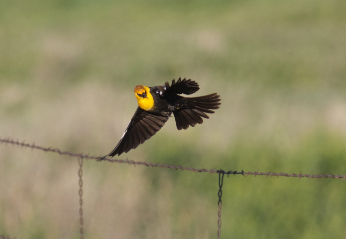 Yellow-headed Blackbird - Sheridan Hardy