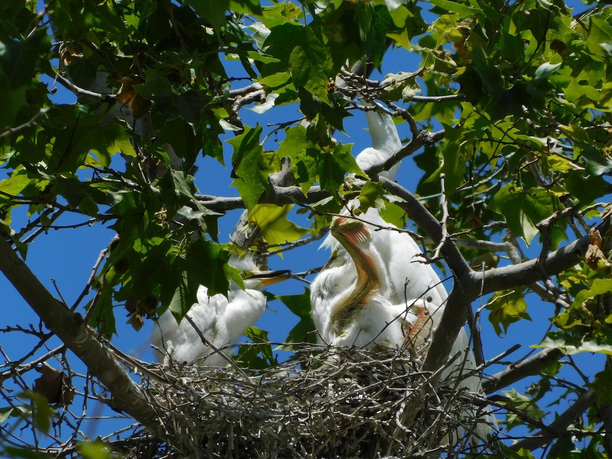 Great Egret - Julia Rabkin