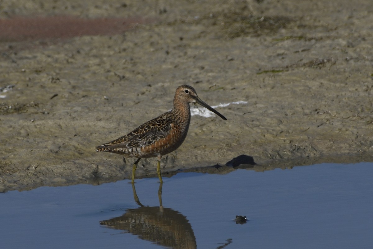 Long-billed Dowitcher - Pat McGrane