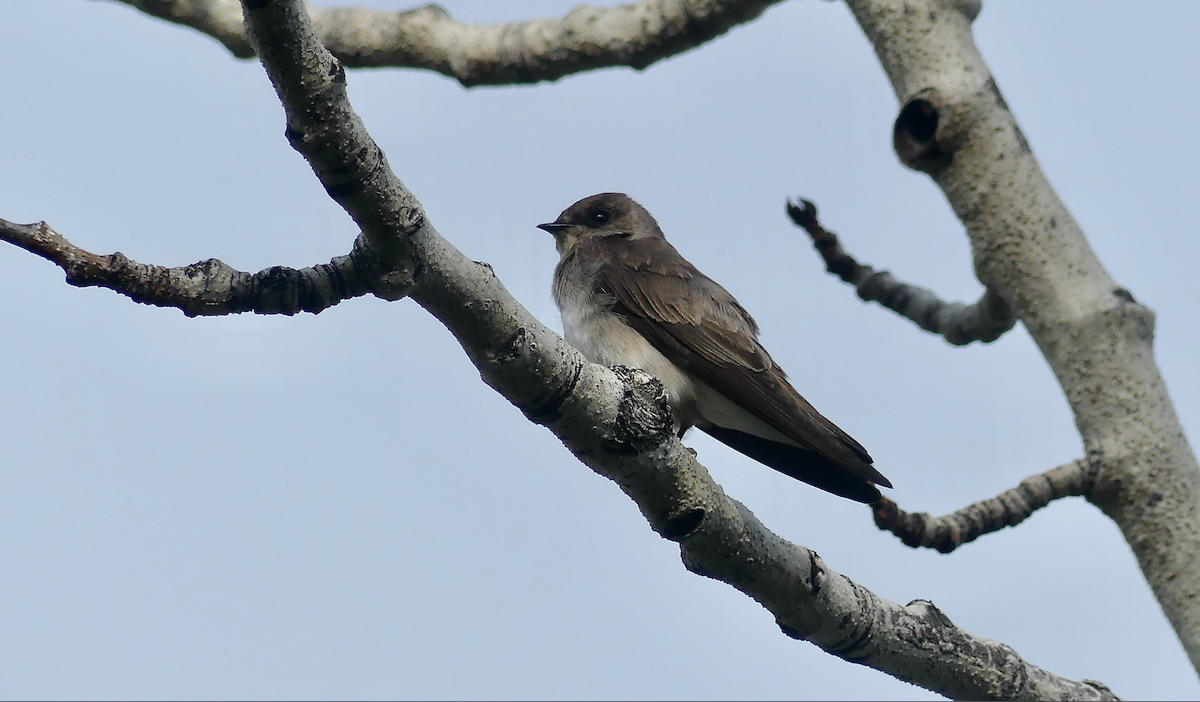 Northern Rough-winged Swallow - N Jones