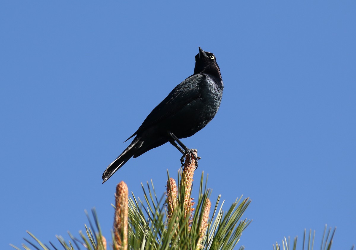 Brewer's Blackbird - ML619426282