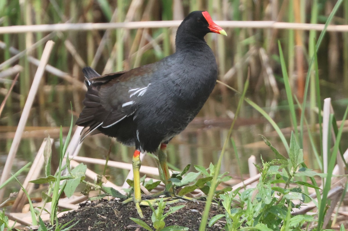 Common Gallinule - Tony Shrimpton