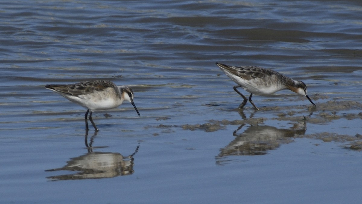 Wilson's Phalarope - Pat McGrane