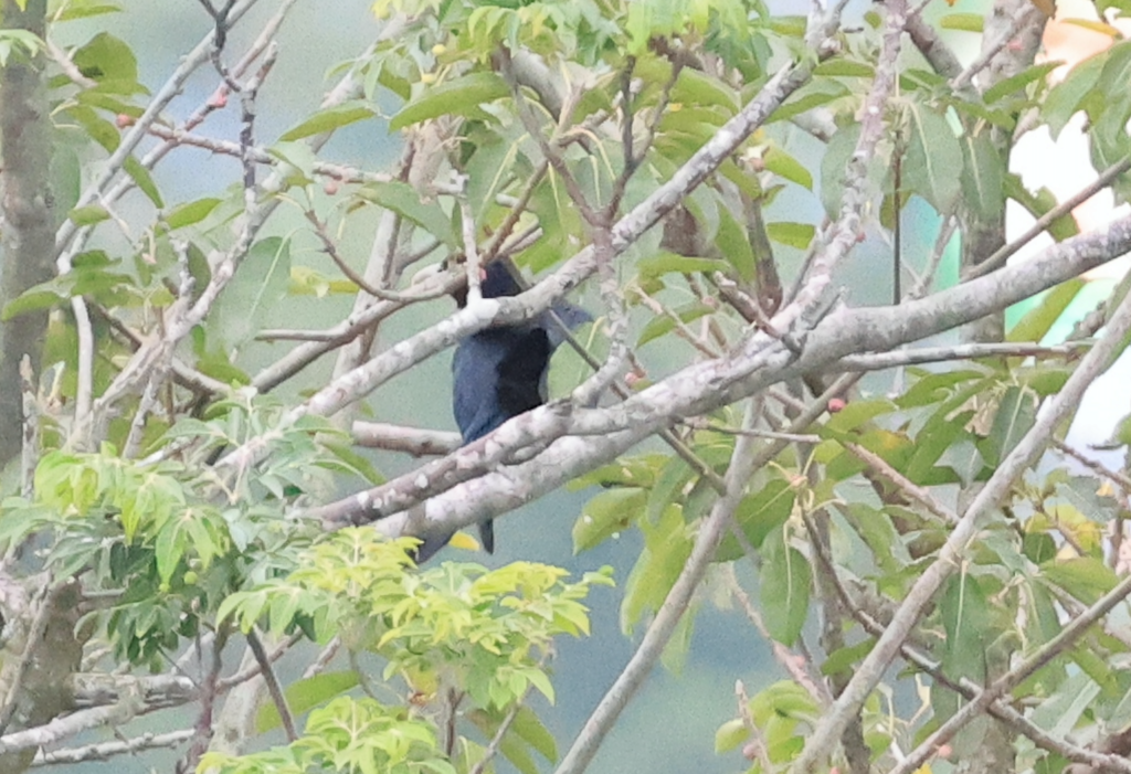Asian Koel - ML619426289