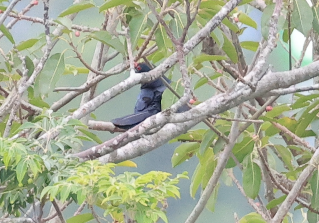 Asian Koel - ML619426290