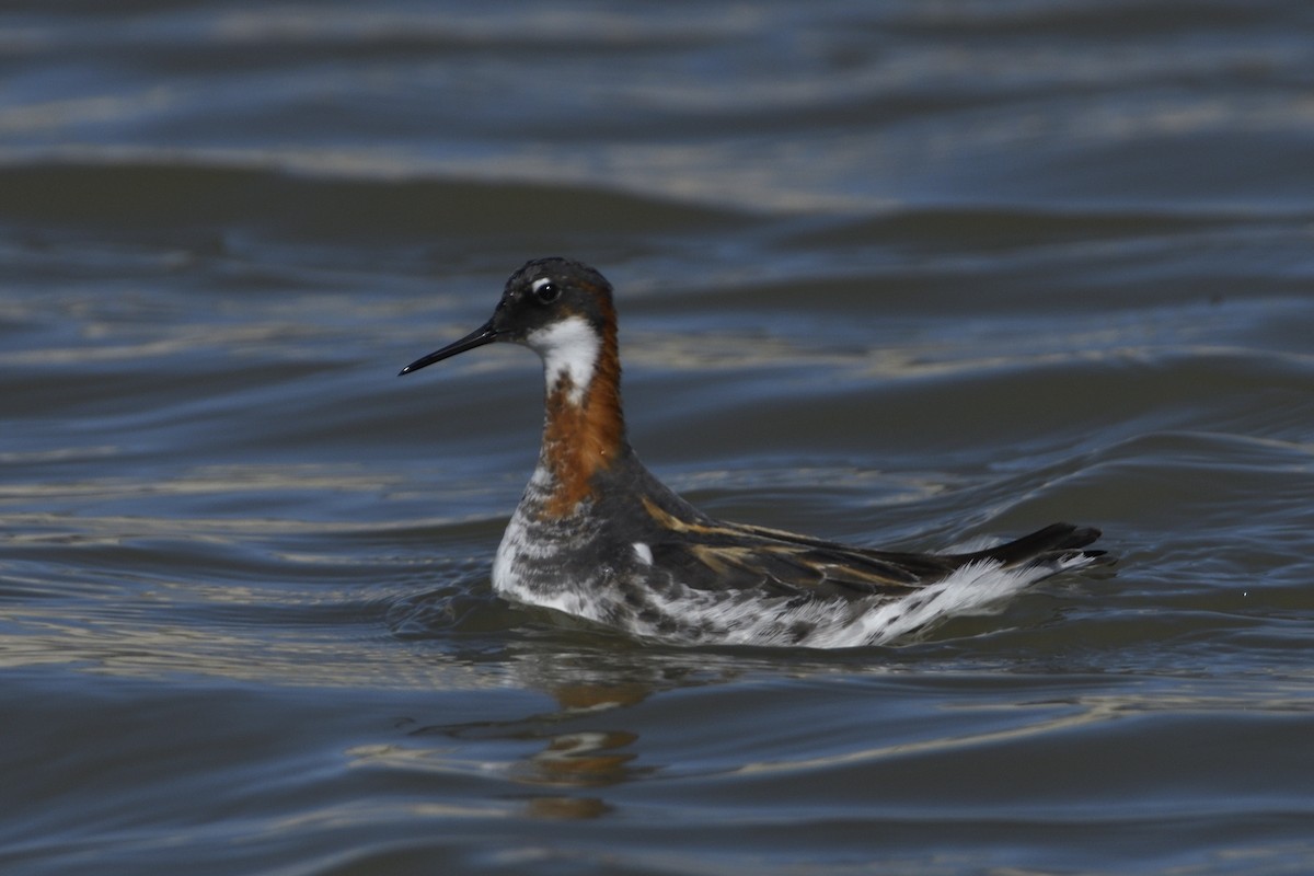 Red-necked Phalarope - Pat McGrane