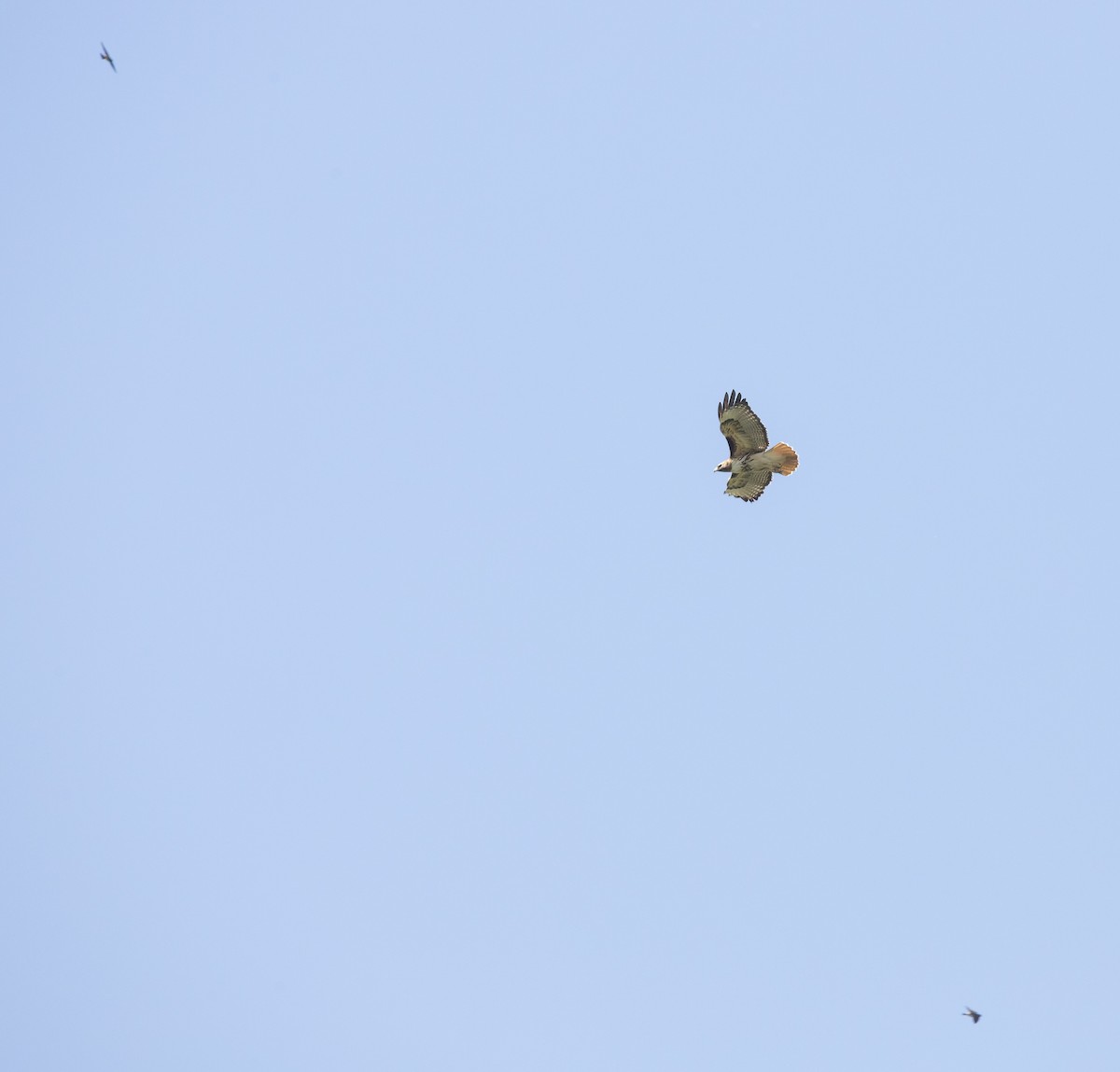 Red-tailed Hawk - ML619426299