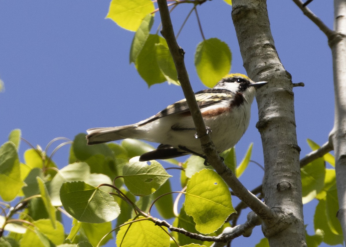 Chestnut-sided Warbler - Steve Holzman