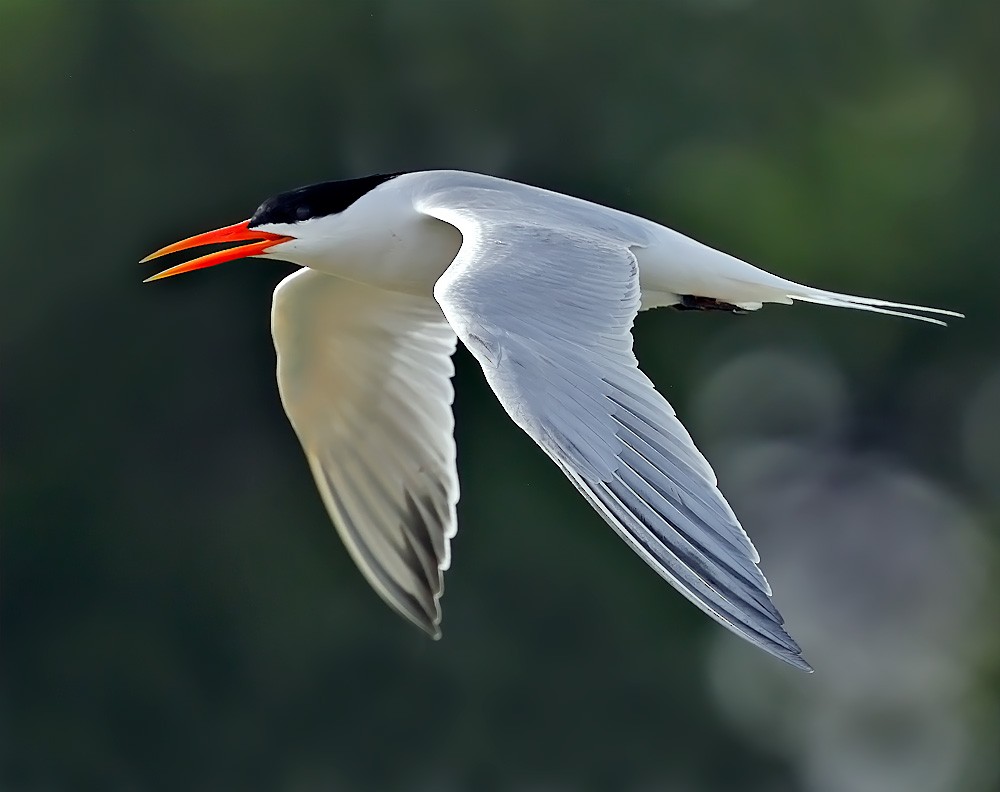 Elegant Tern - Steve Metz