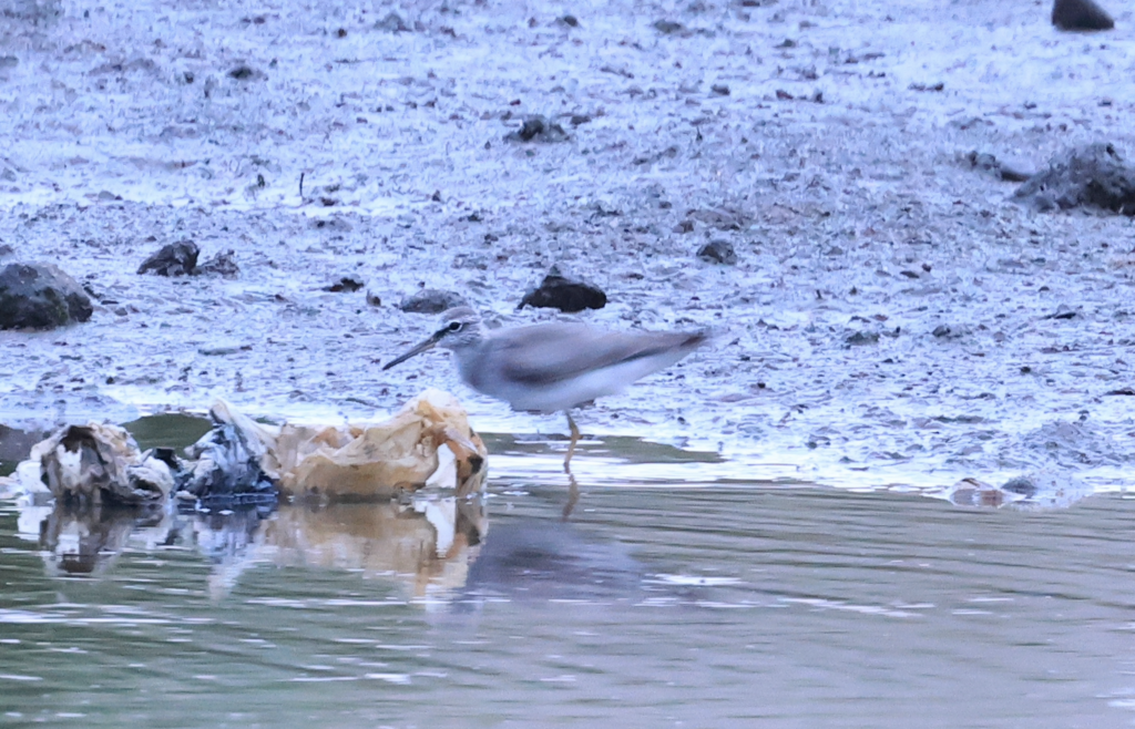 Gray-tailed Tattler - ML619426317