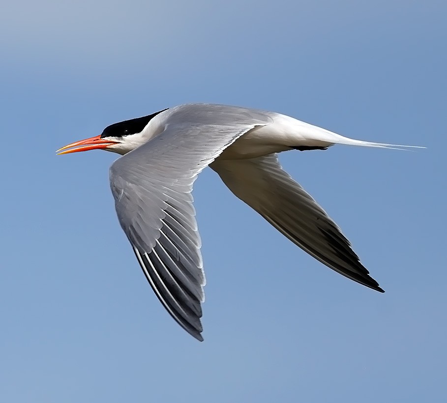 Elegant Tern - Steve Metz