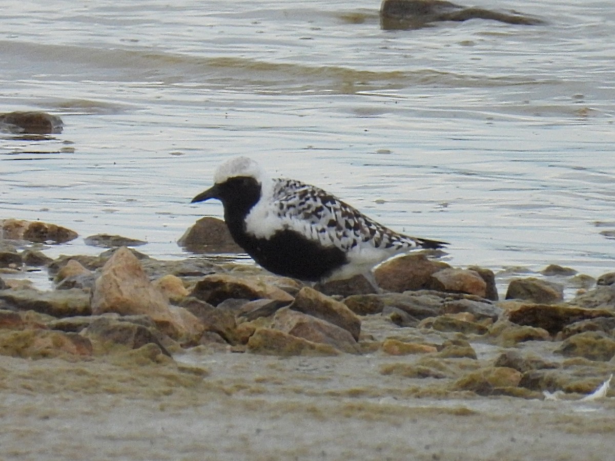 Black-bellied Plover - Melody Walsh