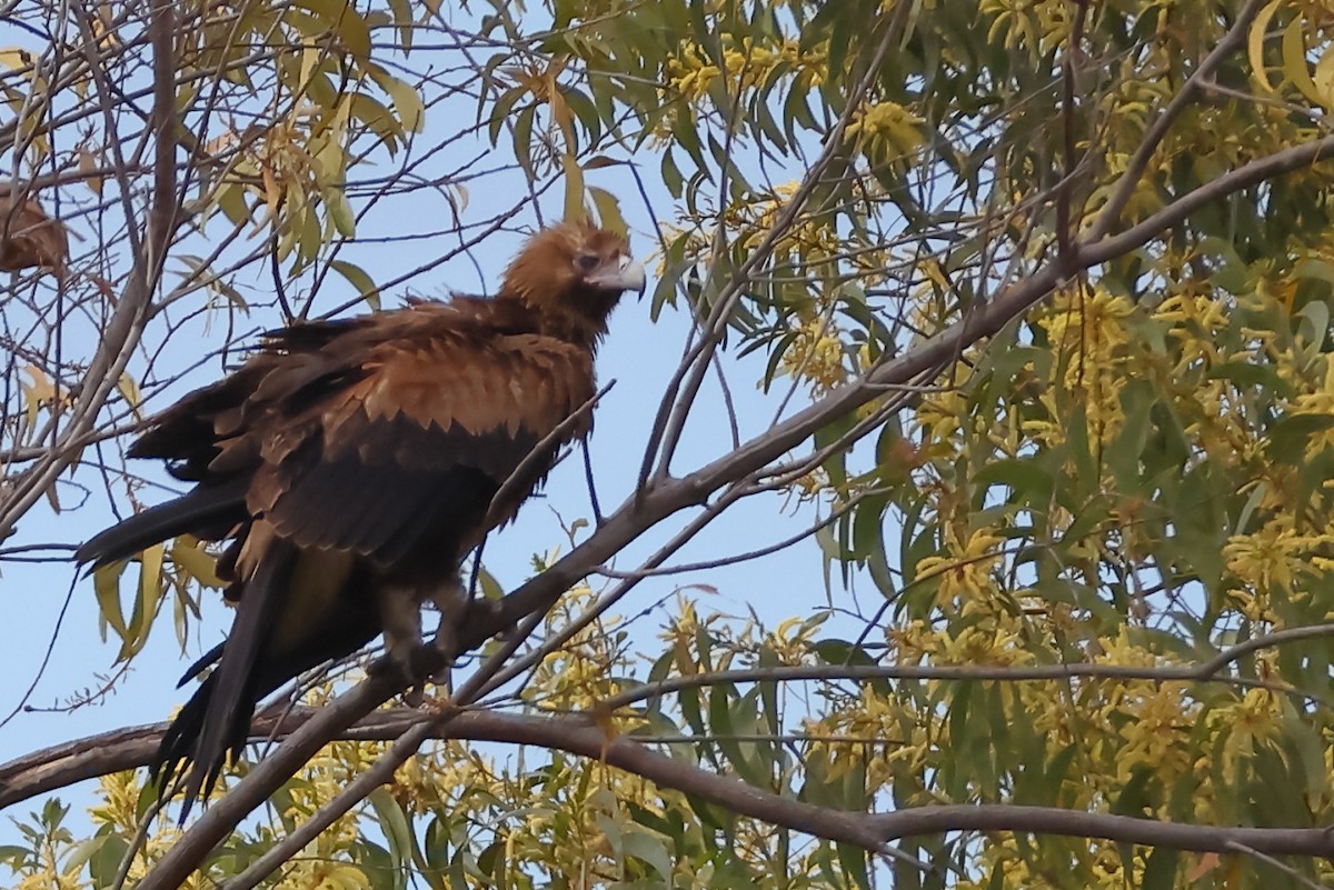 Wedge-tailed Eagle - Tony Ashton