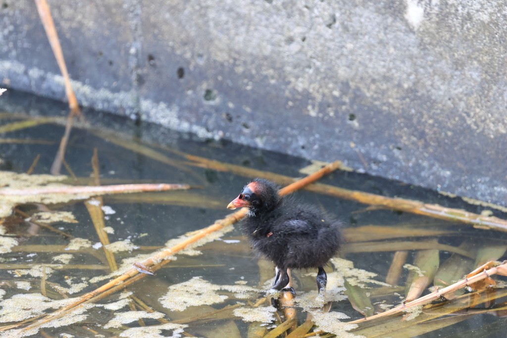 Eurasian Moorhen - ML619426339