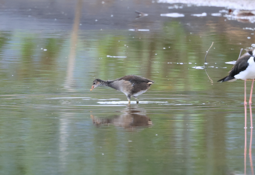 Eurasian Moorhen - ML619426344