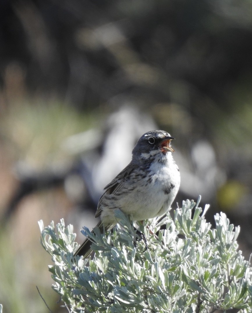Sagebrush Sparrow - Robin Melvin
