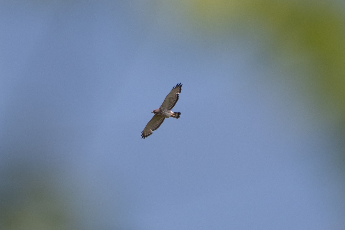 Broad-winged Hawk - Solomon Greene