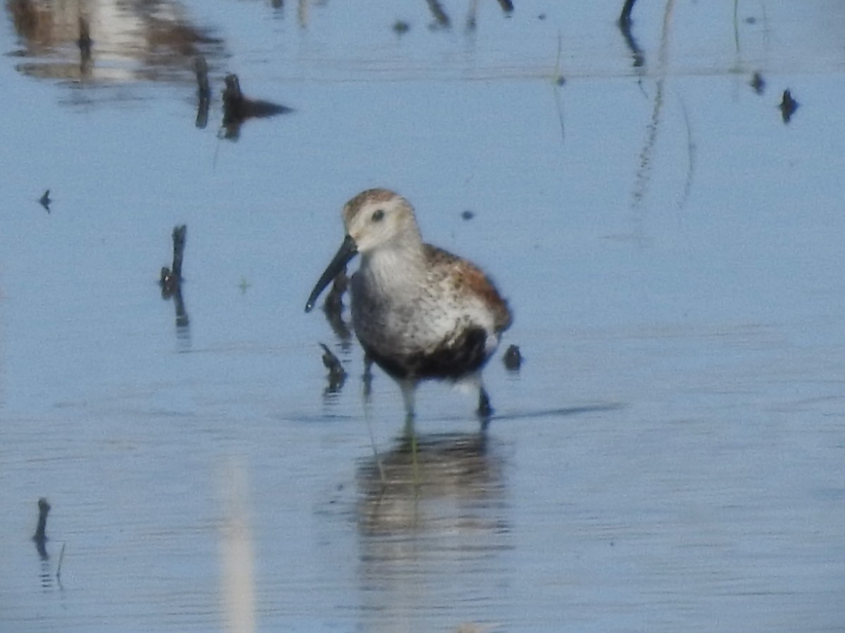 Dunlin - ML619426351