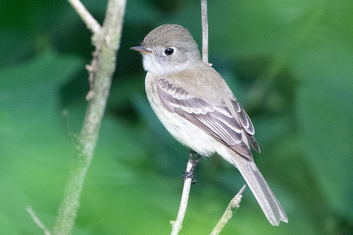 Least Flycatcher - ML619426366