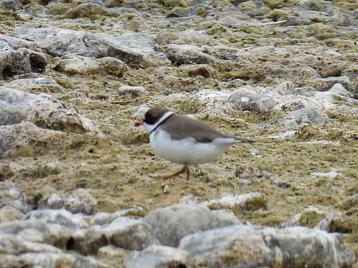 Semipalmated Plover - Melody Walsh