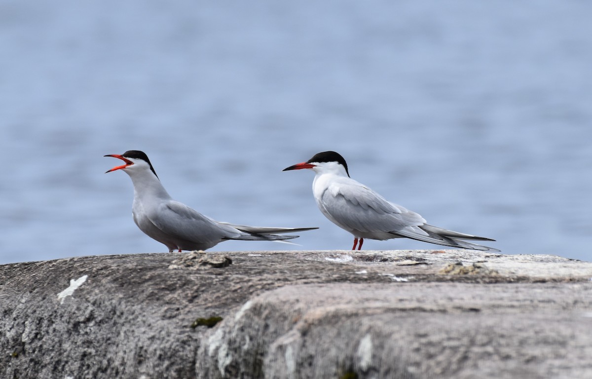 Common Tern - Garry Waldram