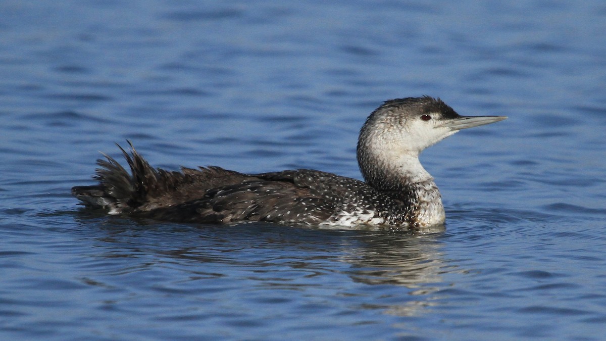 Red-throated Loon - Kent Forward