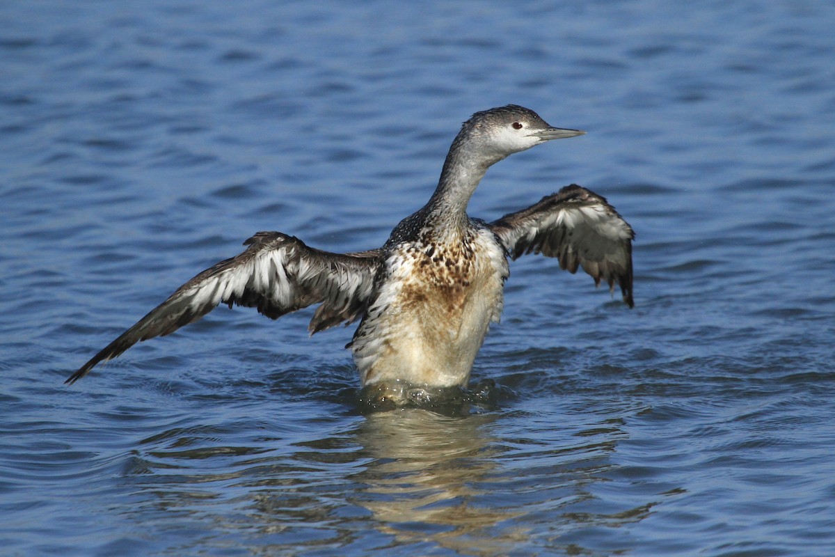 Red-throated Loon - Kent Forward