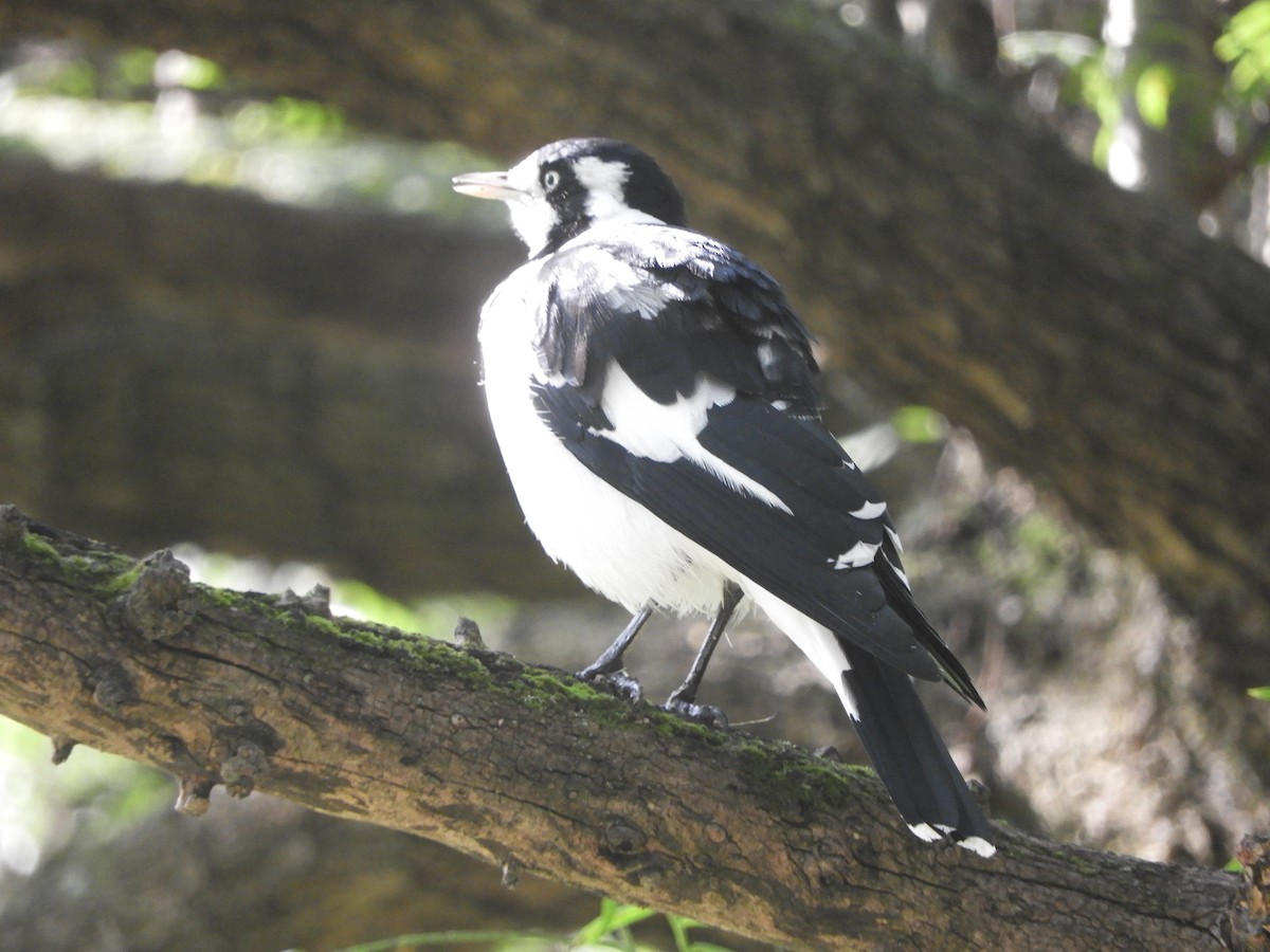 Magpie-lark - Charles Silveira