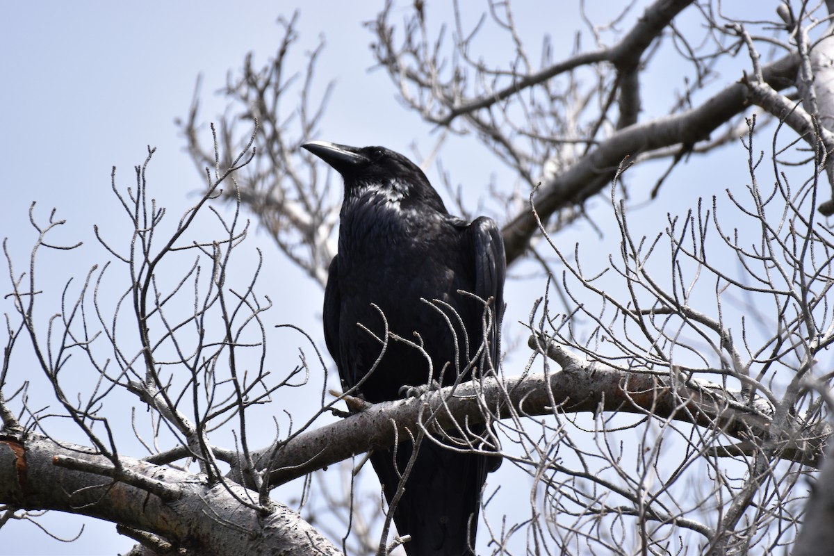 Common Raven - Garry Waldram