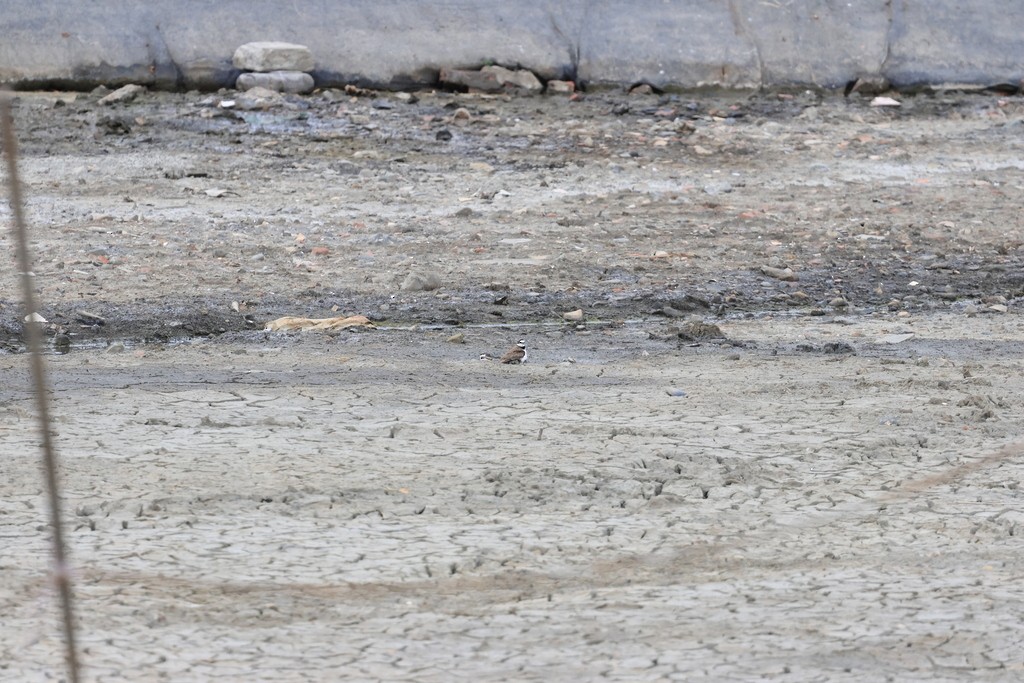 Little Ringed Plover - ML619426401