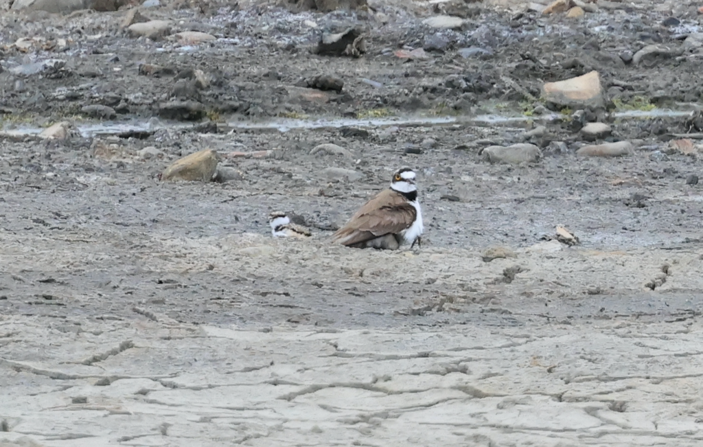 Little Ringed Plover - ML619426402