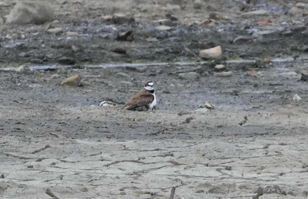 Little Ringed Plover - ML619426403