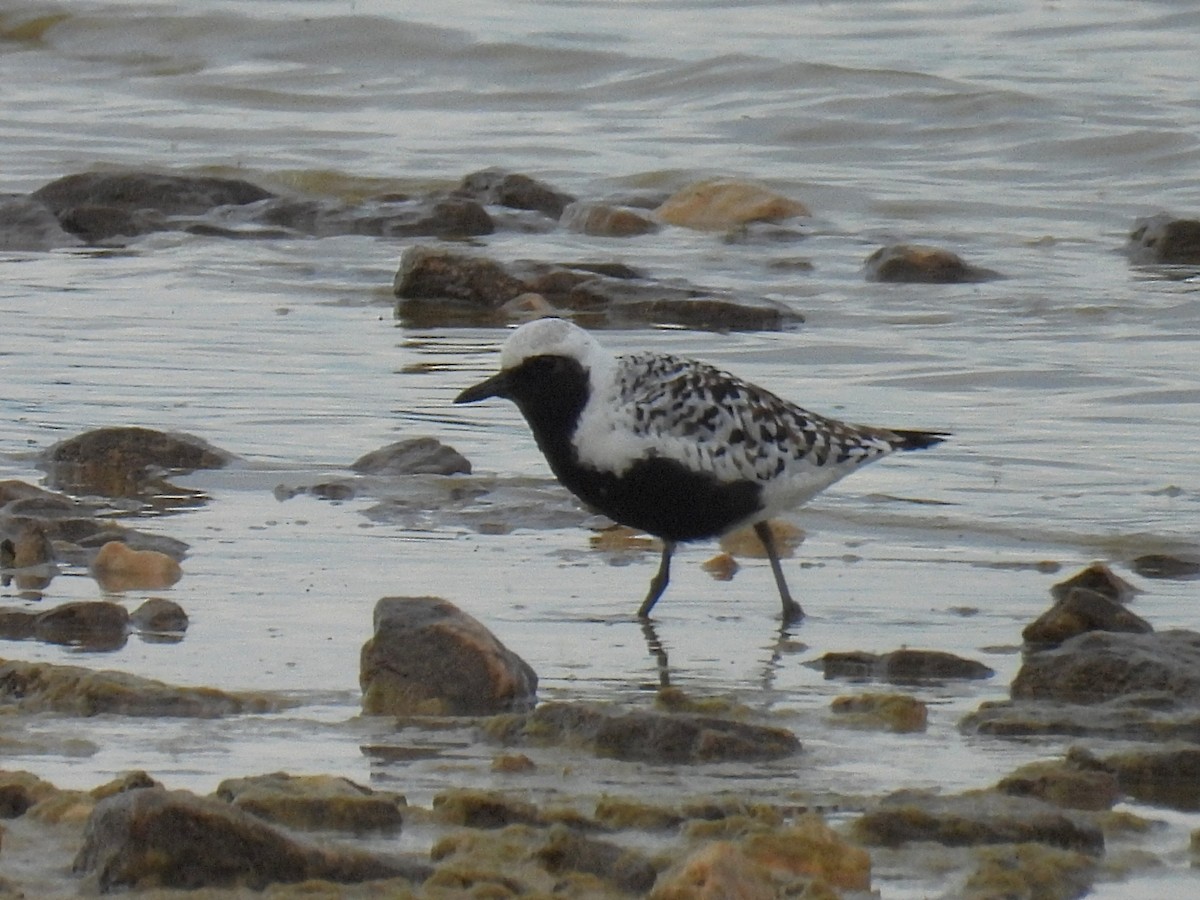 Black-bellied Plover - Melody Walsh