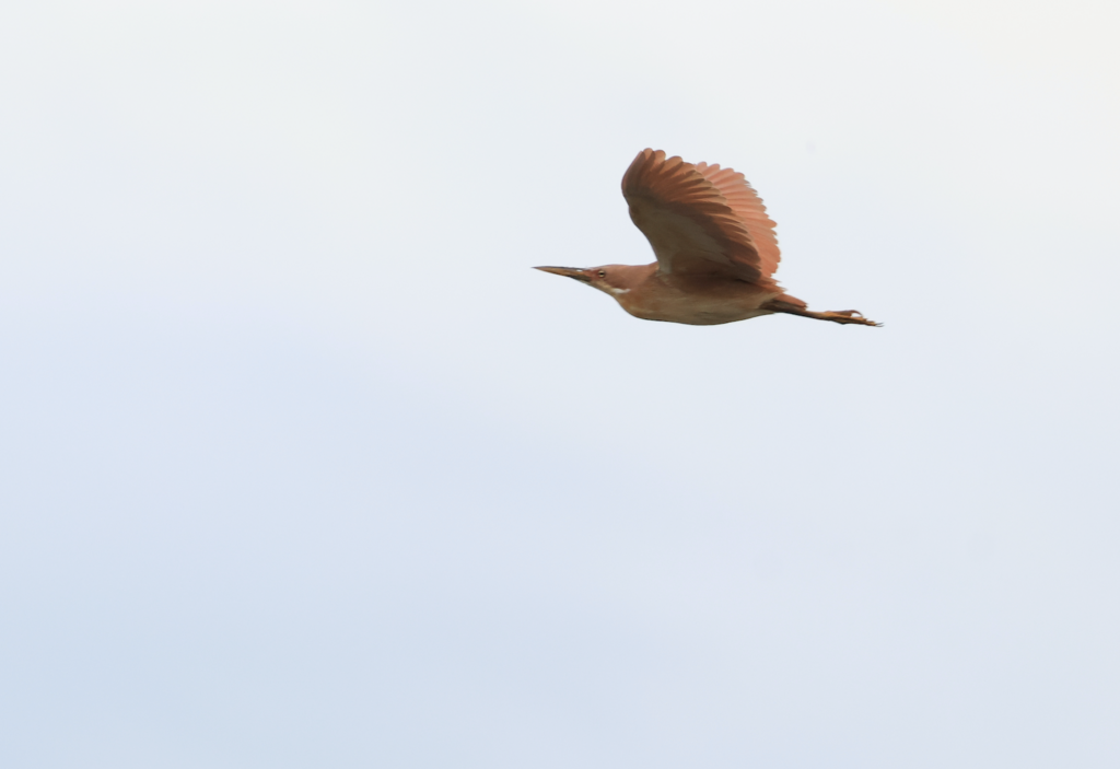 Cinnamon Bittern - ML619426407