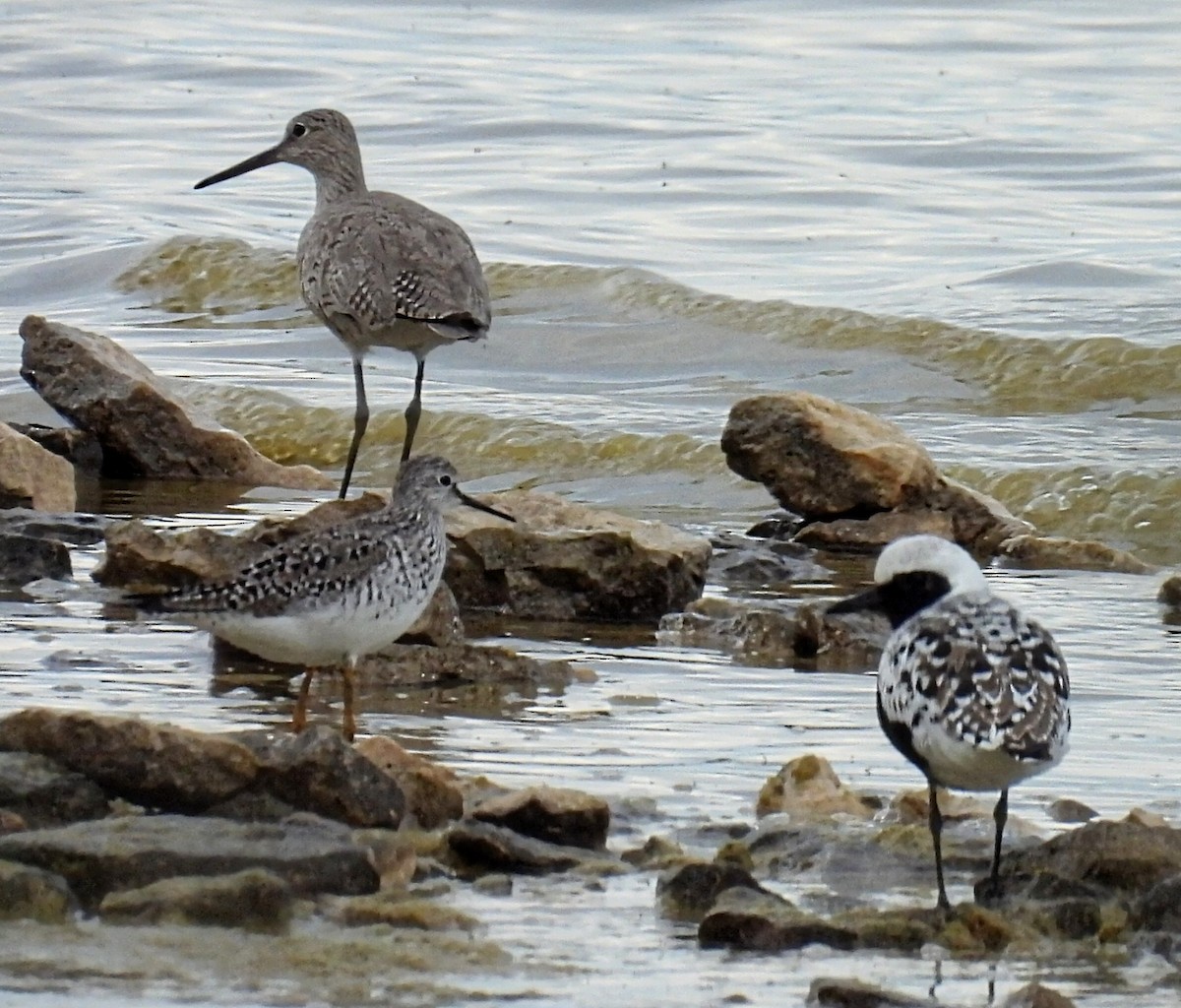 Lesser Yellowlegs - Melody Walsh