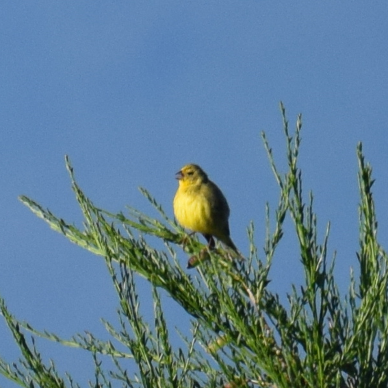 Grassland Yellow-Finch - Felipe Undurraga