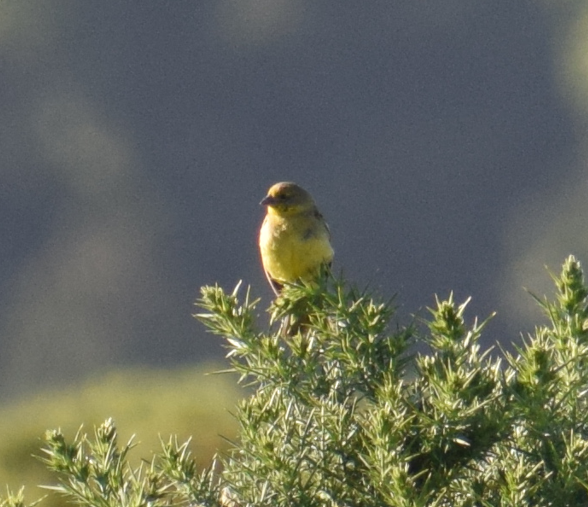 Grassland Yellow-Finch - Felipe Undurraga