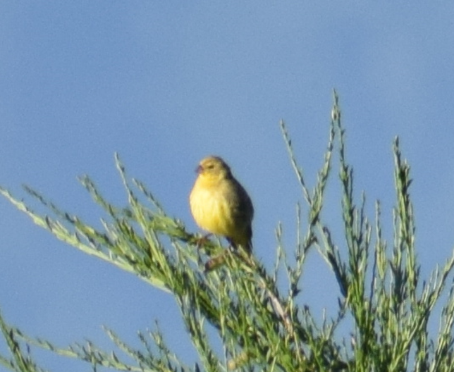 Grassland Yellow-Finch - Felipe Undurraga