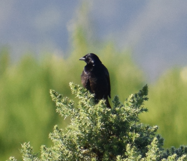 Tordo Patagón - ML619426438