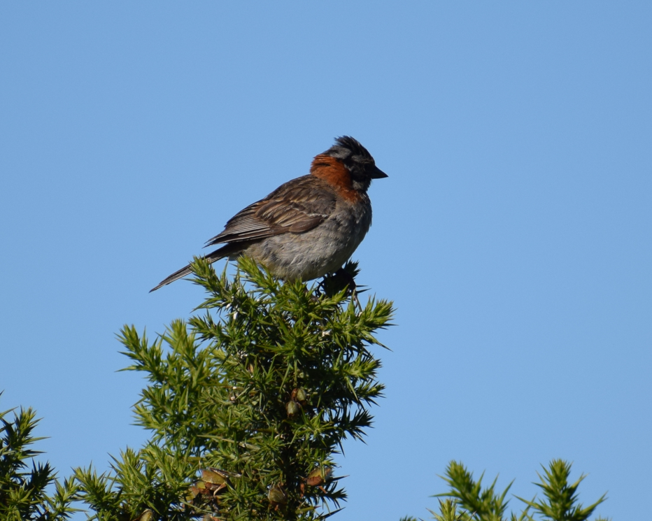 Rufous-collared Sparrow - Felipe Undurraga