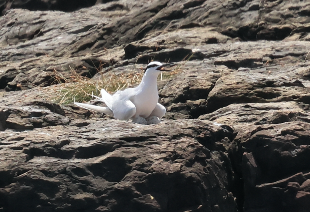 Black-naped Tern - ML619426444