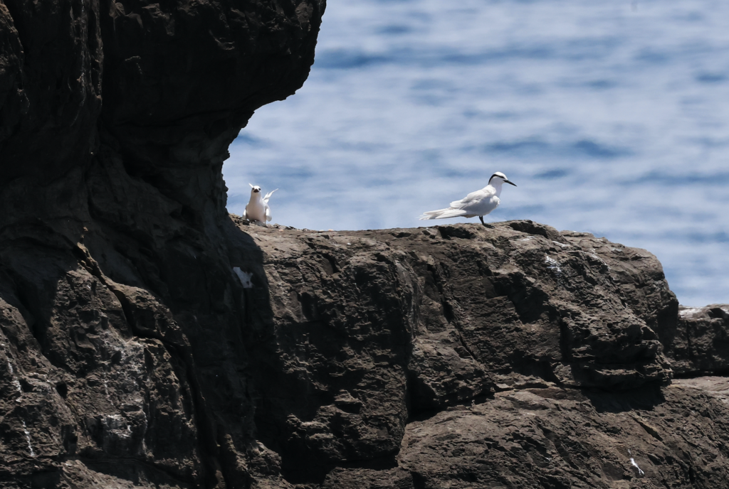 Black-naped Tern - ML619426445