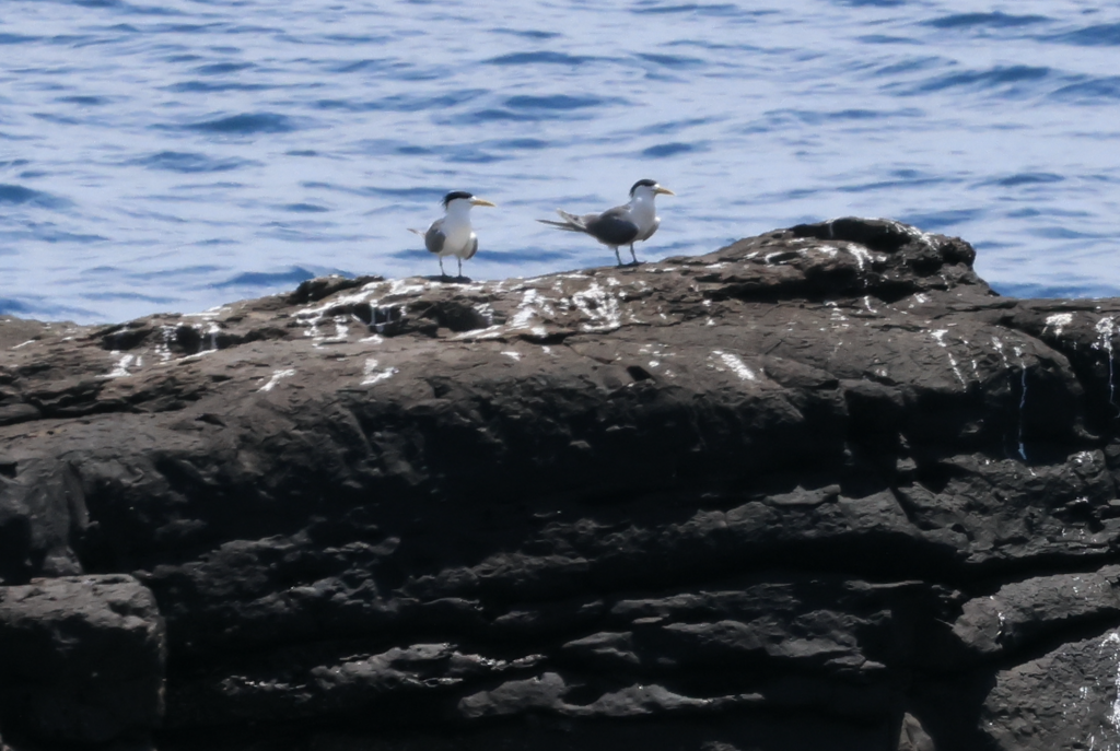 Great Crested Tern - ML619426453