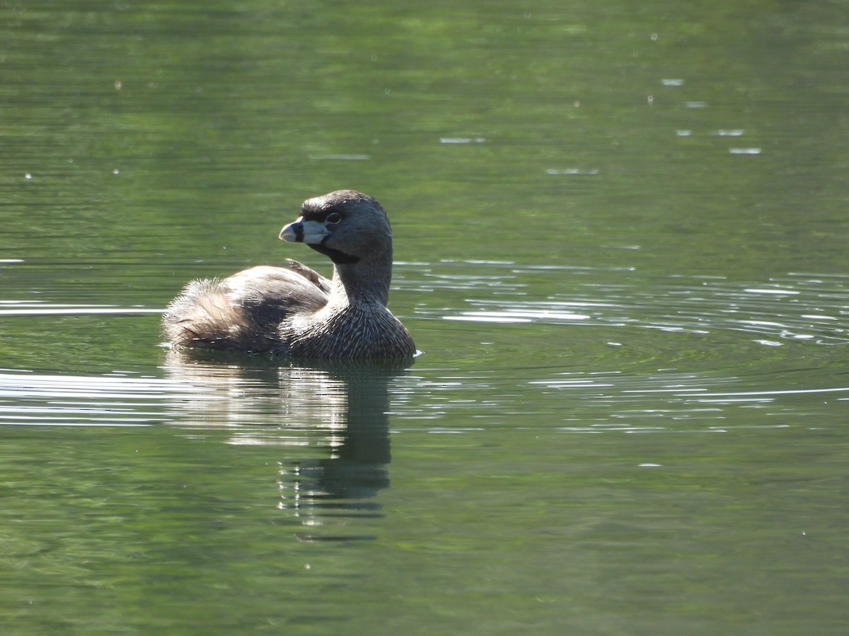 Pied-billed Grebe - ML619426459