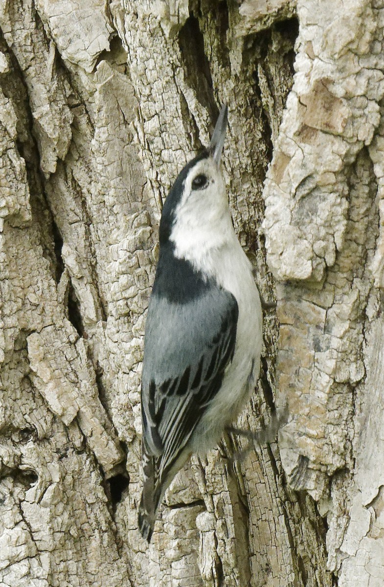 White-breasted Nuthatch - Michel Letendre